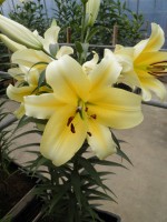 [1743 Serano No01.JPG]